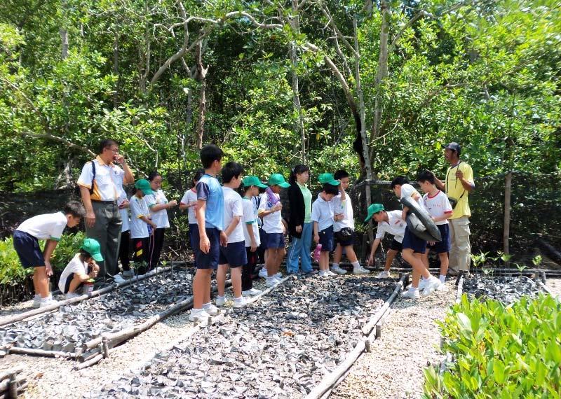 Mr. Zakaria, the president of SHB (wearing yellow T-shirt) was explaining the characteristics of mangrove seeds to a group of students in the nursery. (photo by S. Ahmad) The educator, Ms.