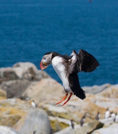 Good photos but wrong month Puffins and