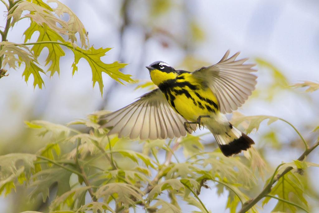 Sometimes the color of passerines in breeding plumage makes the shot great Wood Warblers in the spring are