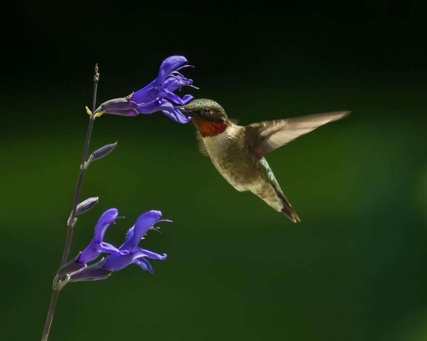 Photographing Hummers with Flowers Many Photographers put Sugar Tube behind flower Also have