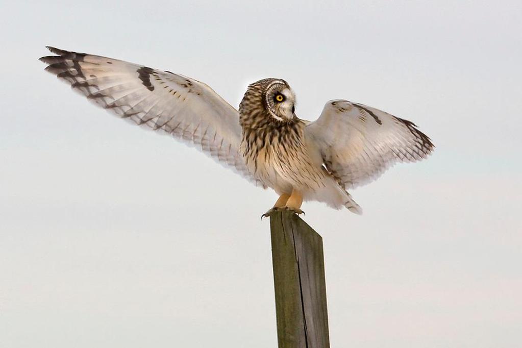 Diurnal Owls in the Wild Problem is that they tend to fly away from you Hard work and