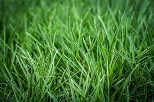 Why is grass green? What happens when we see grass in white light?