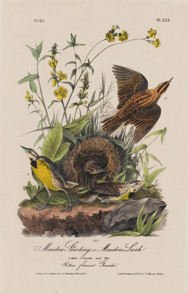 LESSON STEPS Day Two 1. Introduce Birds of America: American Goldfinch and Meadowlark by John James Audubon from the Seattle Art Museum collection.