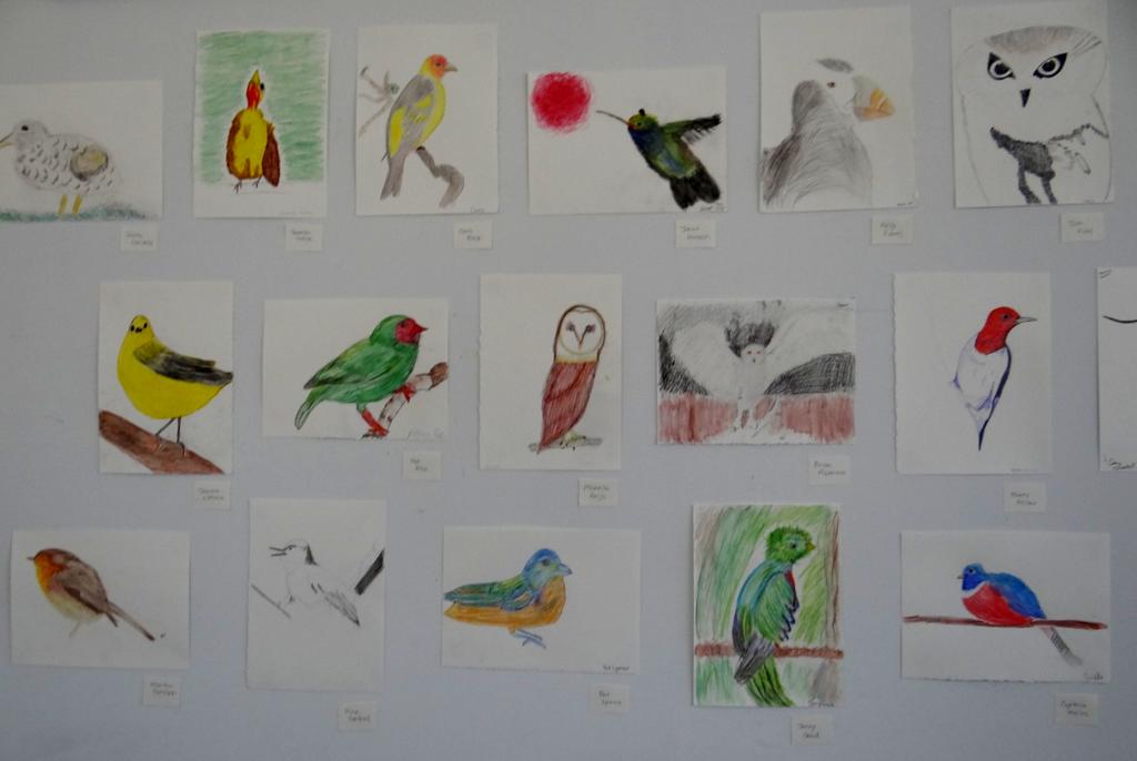 6. Guide reflection. Facilitate full-class critique of observational drawings. Describe the bird s structure and surface (texture/coloration) observed in a peer s drawing.