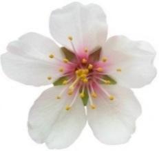 Therefore, the white almond blossom is a symbol of life and purity.