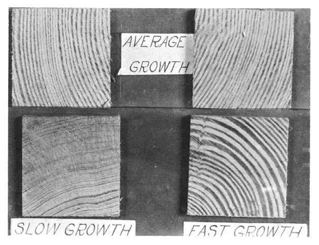 FIG. 1 Cross Sections of Bending Specimens Showing Different Rates of Growth of Longleaf Pine (2 by 2-in. (50 by 50-mm) Specimens) FIG.