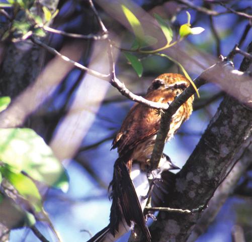 Ferruginous Pygmy-owl predation on a mobbing Fork-tailed Flycatcher - Biota Neotropica, v7 (n2) - bn04407022007 323 Figure 3.