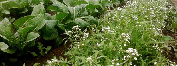 Faculty news and research Faculty news and research Alyssum plants to provide nectar and pollen for biocontrol insects in a lettuce crop Beating leaf miner pest the floral way To promote biodiversity