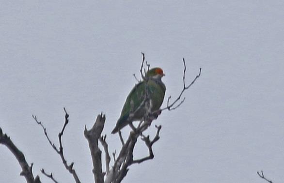 We d seen two special birds, Singing Starling and Orange-fronted Fruit Dove during our day on the island.