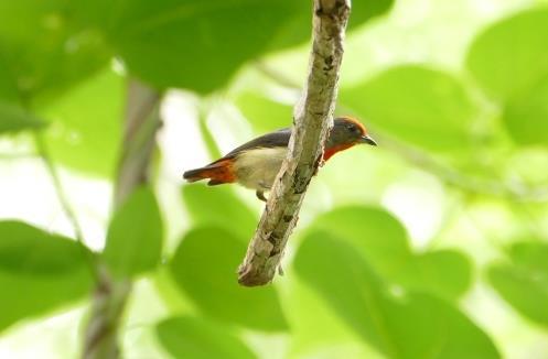 For the Flowerpecker I have sites on both islands but the other two are more hit and miss, with fly-overs the most frequent form of