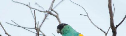 The local football field seems a strange place to search for a rare endemic, but this year it delivered; we had seen our first pair of Hooded Parrots before even getting out of the car, and over the