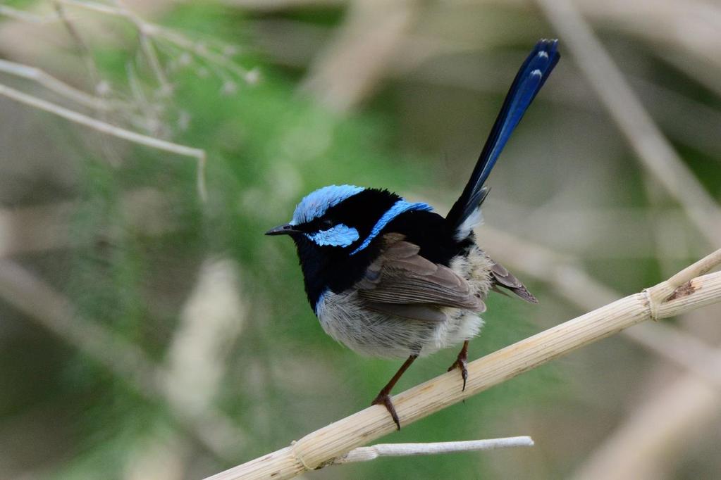 Superb Fairy-Wren Day 13, Nov. 3: Transfer to Brisbane Airport and flight to Hobart We spend the day transferring to Brisbane airport and flying to Hobart.