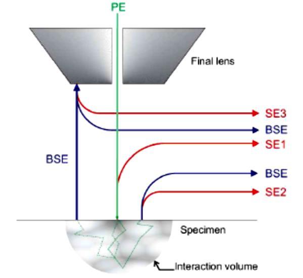 SIGNAL DETECTION The interaction products most frequently used for the generation of images in scanning electron microscopy are secondary electrons (SE) and backscattered electrons (BSE).
