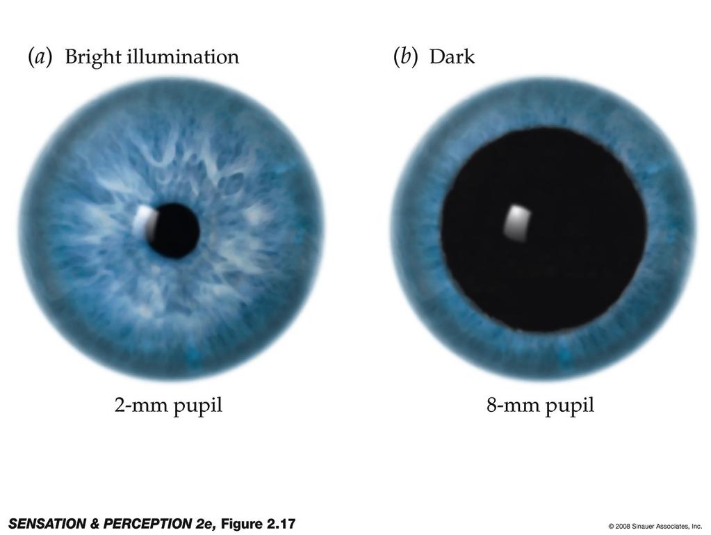 The possible range of pupil sizes in bright