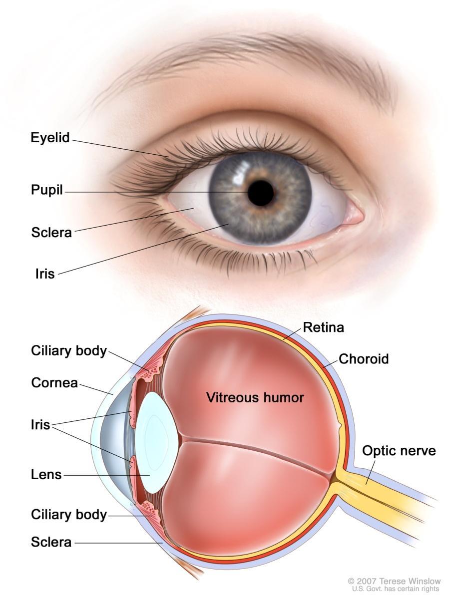Retina Sensitive surface in eye that acts like the film in a camera; consists