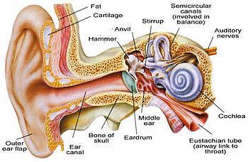 Middle Ear Hammer, anvil, stirrup These bones