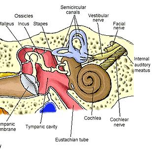 Inner Ear Cochlea bony tube that contains fluids & neurons that move in response to the vibrations of