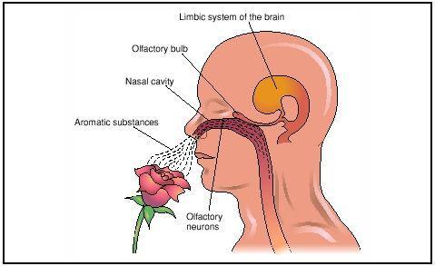 Smell Odors detected by receptor neurons high in each nostril Receptors send info to