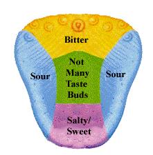 Taste Sweet, sour, salty, bitter, umami Flavor depends on odor, texture, temperature, and taste Sensed