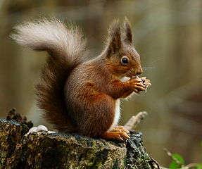 Image distinctiveness The squirrel does look similar to a chipmunk, but the chipmunk has conspicuous stripes and a different shaped tail and ears which distinguish the two animals.