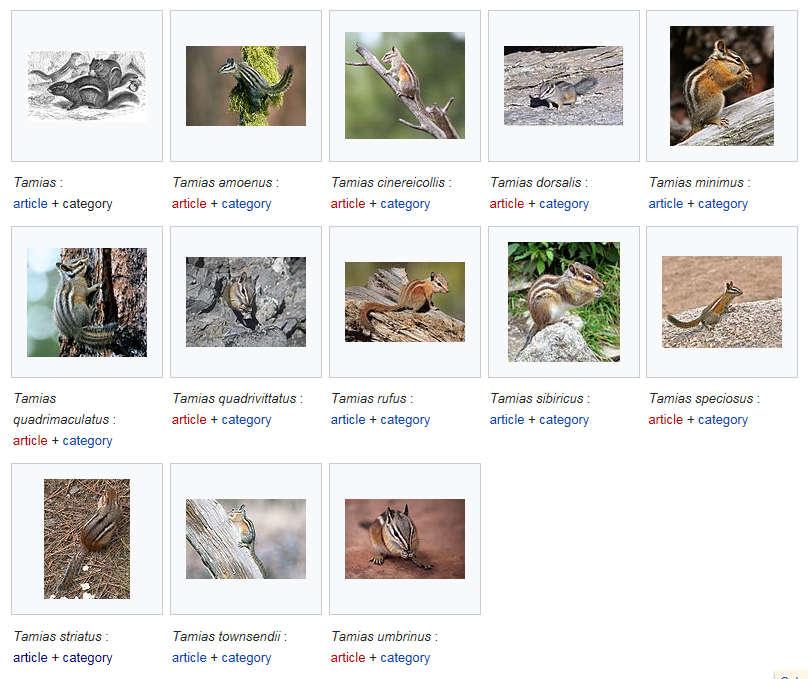 Example images of various species of chipmunk from Wikimedia Commons are shown below.