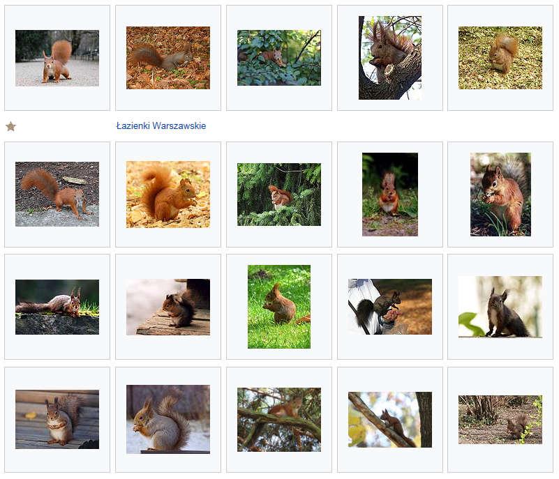 Images of Red Squirrel on Wikimedia