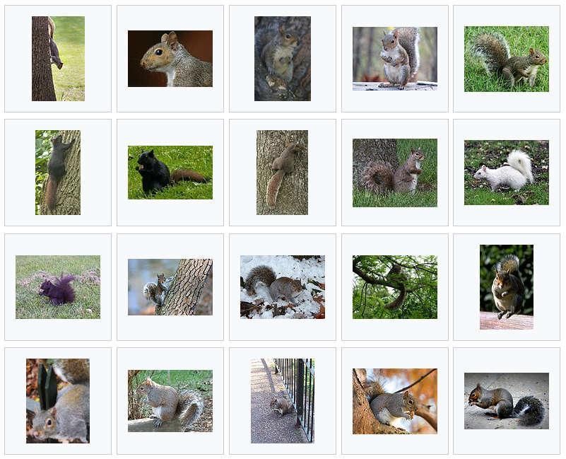 Images of Gray Squirrel on Wikimedia Commons The original Webdings glyph for the