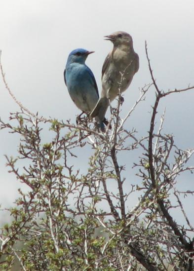 Kittitas County Bluebird Trails Jan Demorest & Steve Moore A bluebird trail is a series of nestboxes mounted along a walking or driving route, so that what s happening in each nest can be checked