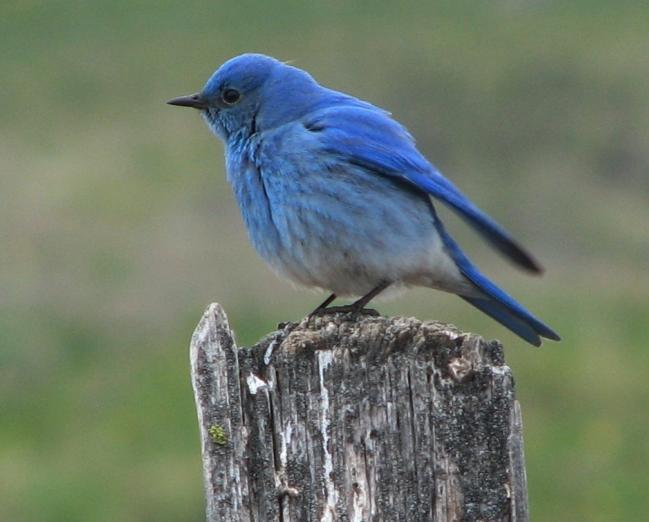 new boxes, or even keep records. Most of the trails are in the lower County, around the edges of Kittitas Valley itself, where the more open habitats that bluebirds prefer predominate.