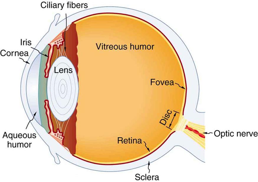 OpenStax-CNX module: m42482 2 Figure 1: The cornea and lens of an eye act together to form a real image on the light-sensing retina, which has its densest concentration of receptors in the fovea and