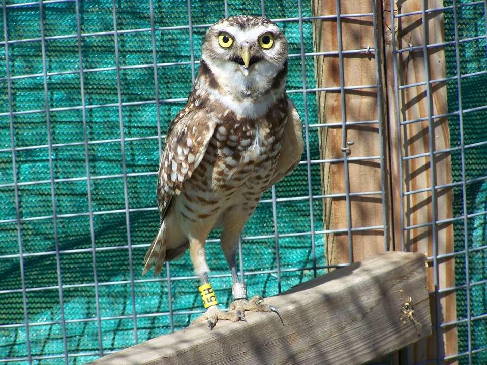 Burrowing Owls and the Western Riverside County Multi-Species Habitat Conservation Plan (MSHCP): An Active Approach to