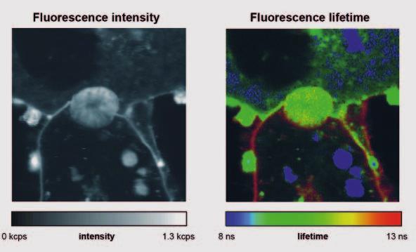 In a confocal microscope that resolves single molecules, piezo scanners ensure the best possible repeatability. PIFOC objective stages provide rapid focus alignment.