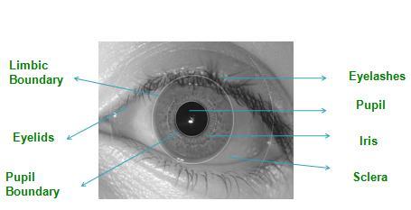 Fig 2 shows the classification in Biometric. Biometrics encompasses both physiological and behavioural characteristics [5].