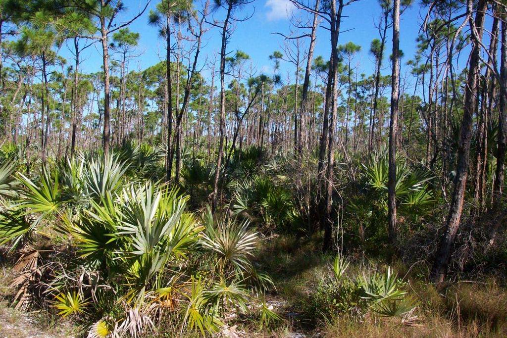 Pine rockland forest Florida
