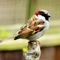 House sparrow Favourite nest sites include holes in buildings but, if these