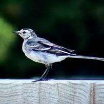 ivy. Seen Pied wagtail Its cup-shaped nests are constructed from grass,