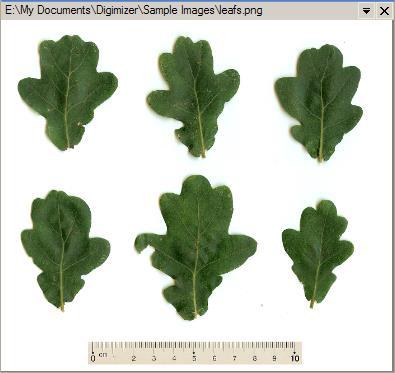 Automatic measurement of leaf area Open image file leafs.png, which is present in the Digimizer\Sample Images subfolder in the My Documents folder.