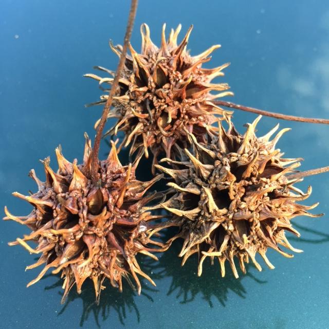 Oh sure, in the summer it makes some shade, but the rest of the year you are cursed with its fruit, namely, Sweet Gum Balls.