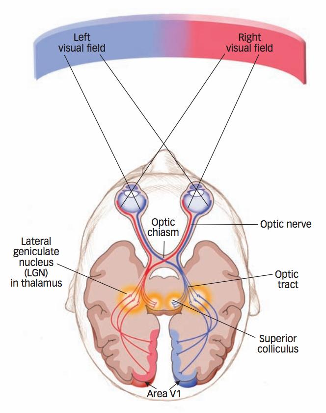 The Visual Brain Area V1 Primary visual cortex Edge orientation