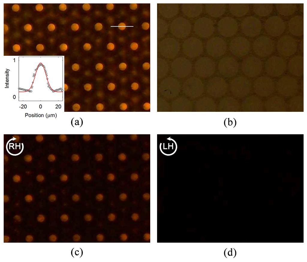 Fig. 4. The microscopic reflection images of the reflective CLC lens array at a focal plane under (a) no applied voltage (planar alignment) and (b) applied voltage (homeotropic alignment).