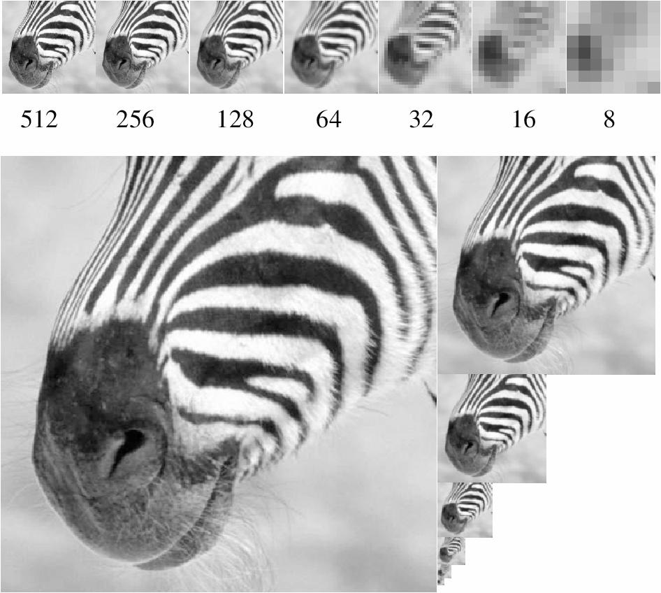 A bar in the big images is a hair on the zebra s nose; in smaller images, a stripe; in the smallest, the animal s nose Figure from David Forsyth Gaussian pyramid construction filter