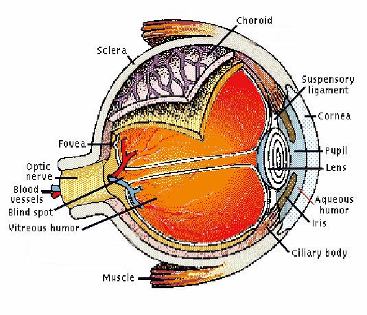 The Anatomy of the Eye Retina D R Campbell School of Computing University of Paisley 3 Geometric Optics of the Eye The cornea and the fluid behind it bring light to a rough focus on the light