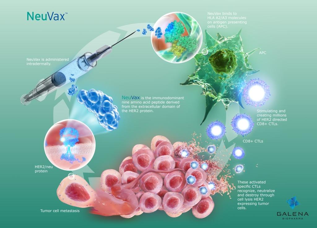 NeuVax Breast Cancer Vaccine USU transferred E75 vaccine technology to Galena Biopharma to create NeuVax T2 mechanisms