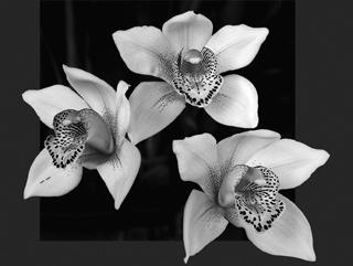 Beautiful Orchids Cutout Janie News Yachts in the Mist nothing disqualifies entries in either section; the final decision is solely the judge s.