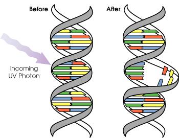 Ionizing radiation Can break chemical bonds Can break DNA strands Mutations!
