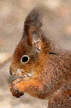 Red Squirrel The Red Squirrel is Britain s only native squirrel. It has a chestnut upper body, with buff to cream underside, noticeable ear tufts and the famous fluffy tail.