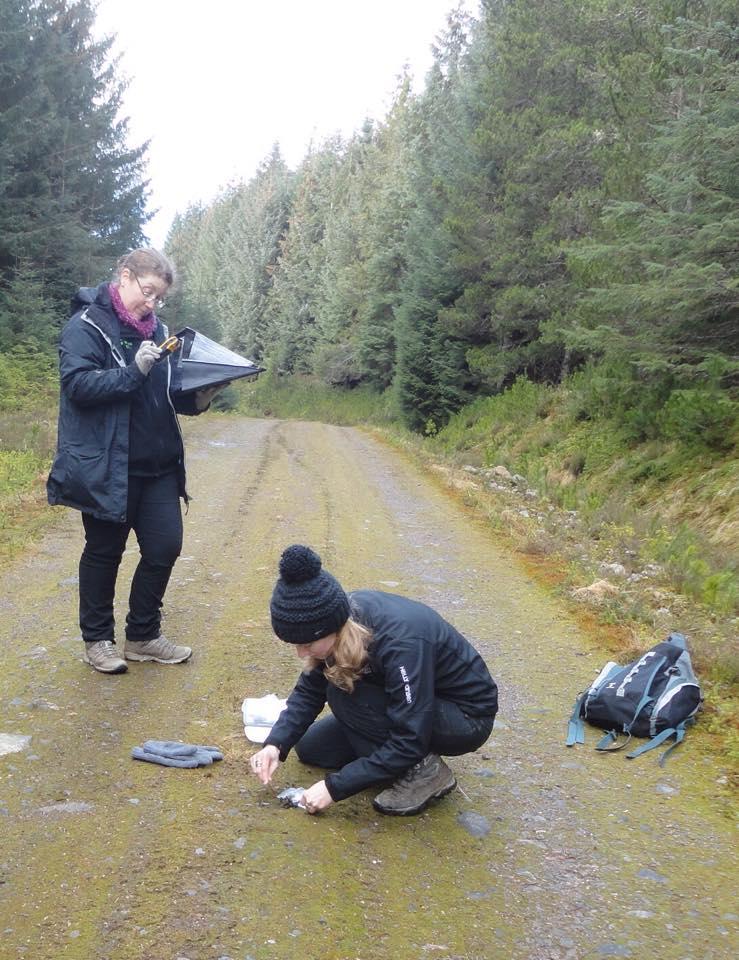 Sourcing animals Surveys at donor sites in Scotland. Licence granted by Scottish Natural Heritage to remove pine martens.