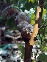 The grey squirrel Non-native. Introduced to Britain & Ireland.