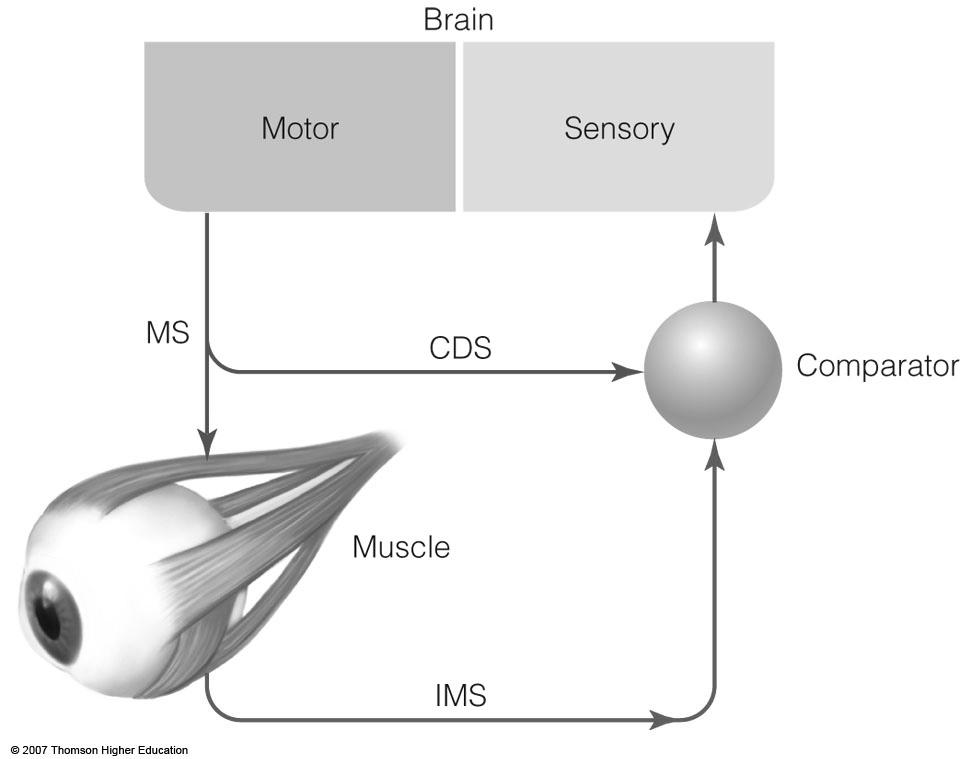 Corollary Discharge Theory Corollary discharge theory - movement perception depends on three signals Motor signal (MS) - signal sent to eyes to move eye muscles Corollary discharge signal (CDS) -