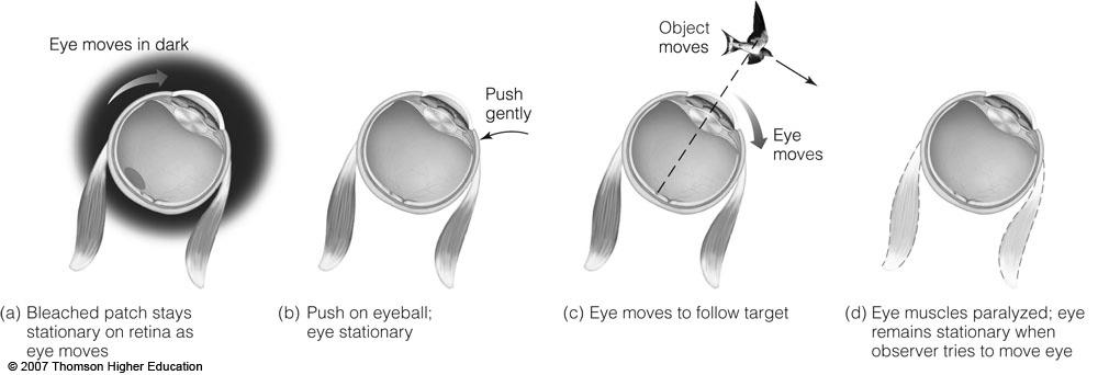 In all four examples shown in the figure, a signal is sent to the eye muscles, and a corollary discharge is generated. However, no image movement signal is generated, so other-movement is perceived.